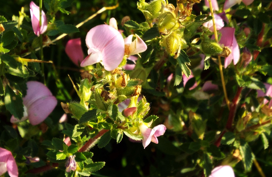 Ononis spinosa (Fabaceae)